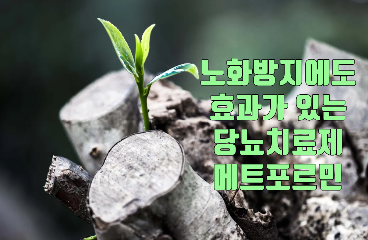 노화방지 메트포르민