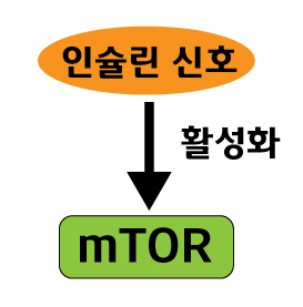 인슐린 mtor 치매