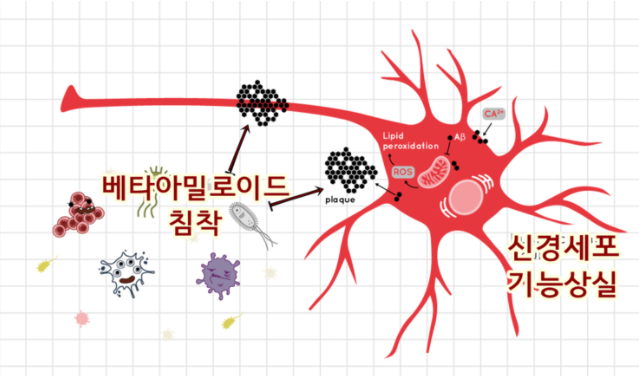 베타 아밀로이드 치매