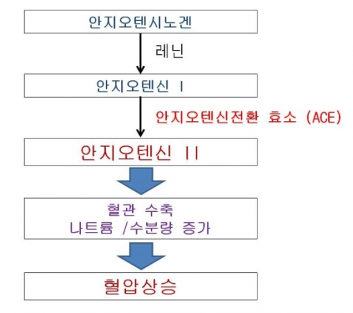 안지오텐신 혈압