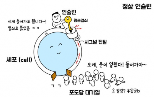 인슐린 기전