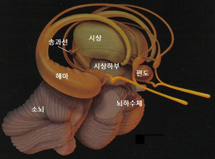 기억을 담당하는 해마 치매