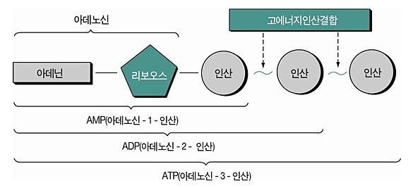 atp 구조