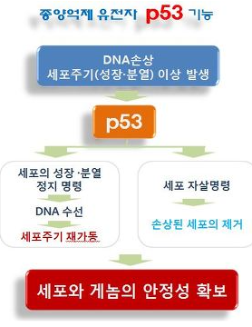 P53 유전자 변형