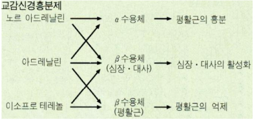 교감신경 흥분제