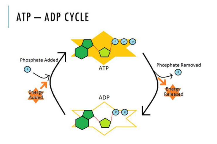 에너지 화폐 ATP