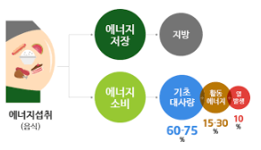 다이어트 기전