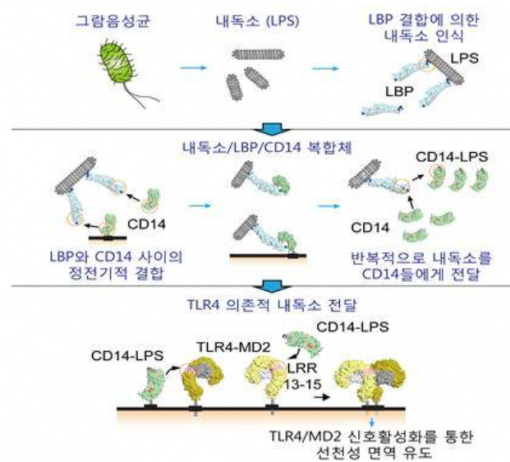 내독소 LPS 싸이토카인