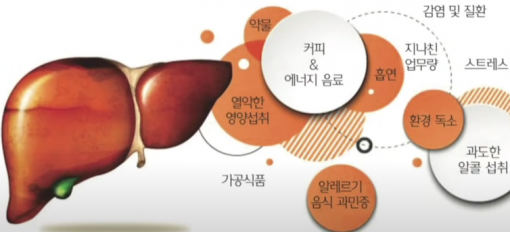 간 해독 작용