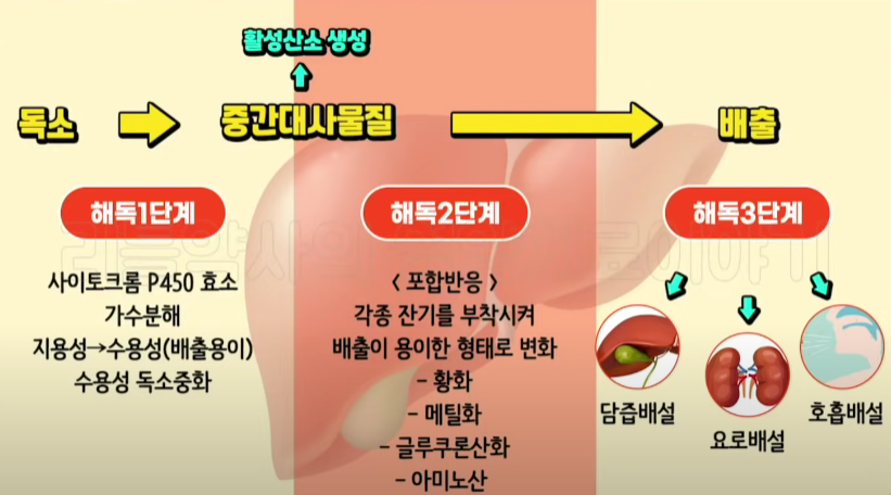 간 해독 3단계