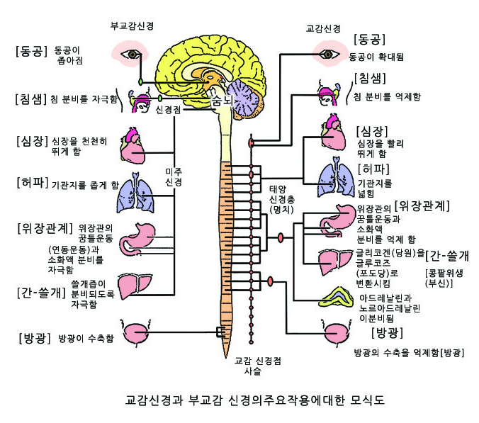 교감신경 흥분 불면증