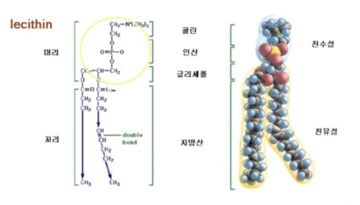 레시틴 다이어트