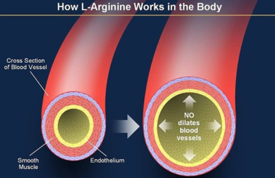아르기닌 효능