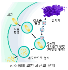 리소좀 기능