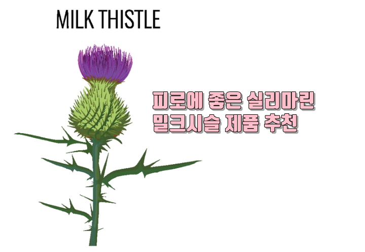 밀크씨슬 추천