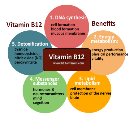 비타민B12 효능