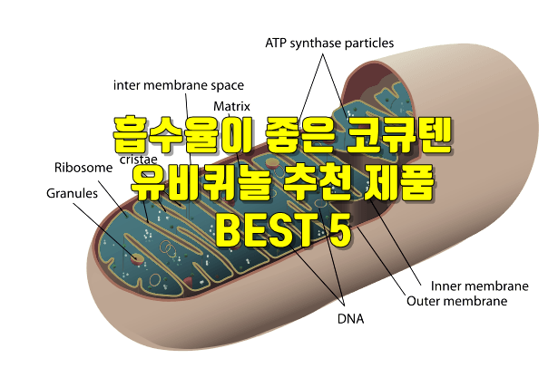 코큐텐 추천