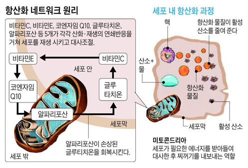 항산화제 코큐텐