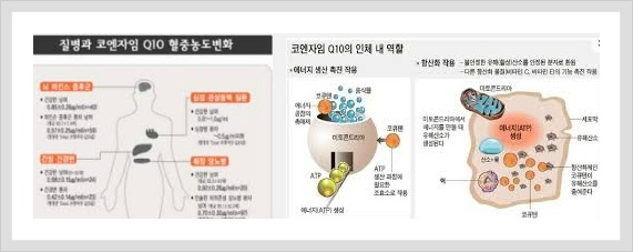 코엔자임 큐텐