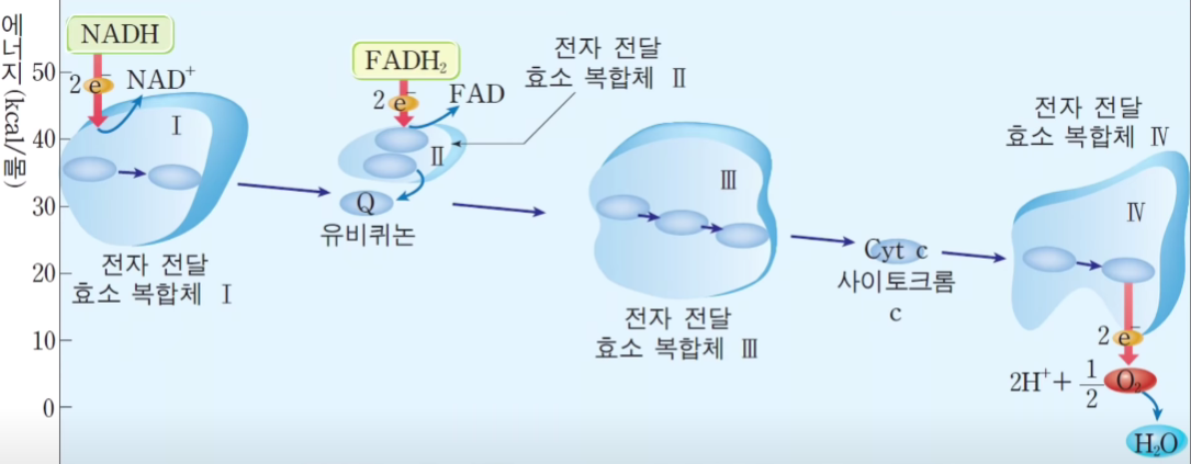 코큐텐 코엔자임큐텐
