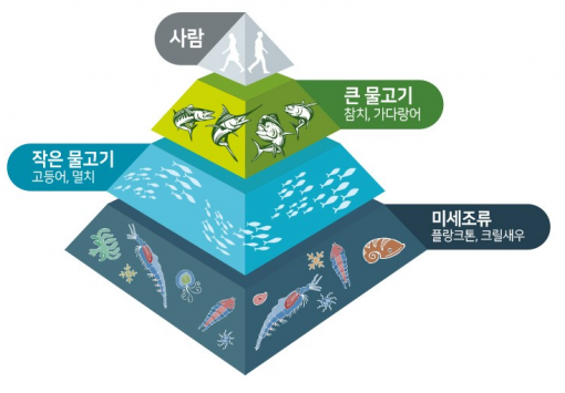 크릴새우 오메가3 먹이사슬