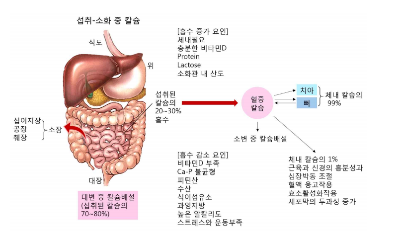 칼슘 소화 흡수 과정